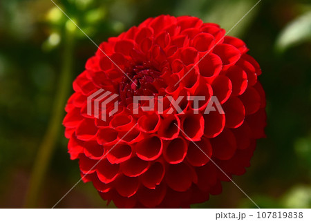 華麗なダリアの花 107819838