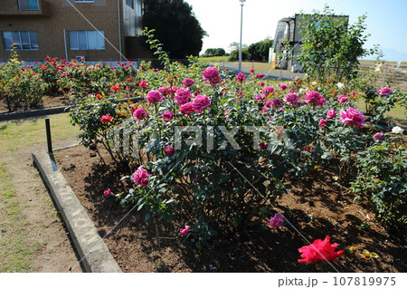 荒尾市　おもやい市民花壇　バラの花、 107819975
