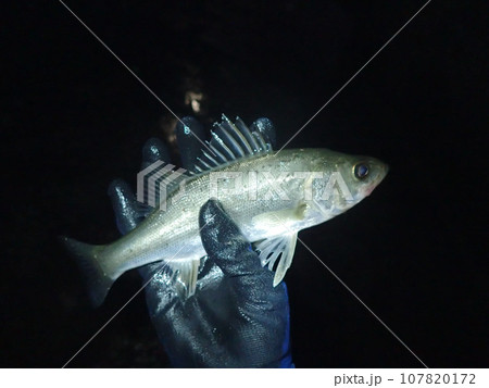 堤防から釣れたセイゴ（スズキの子供） 107820172
