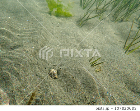 干潟の砂地(海中) 干潟の砂地(海中) 107820685