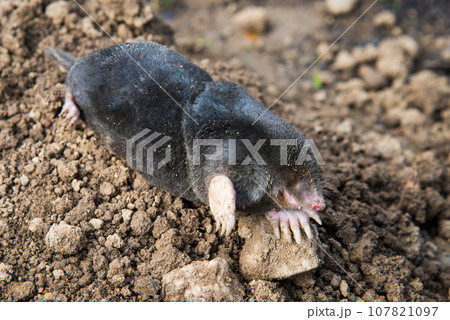 European mole caught by a trap while crawling out of the tunnel 107821097