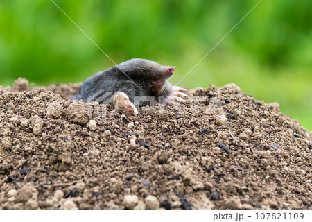 European mole (Talpa europaea) destroying lawn with its mole hills and underground tunnels 107821109