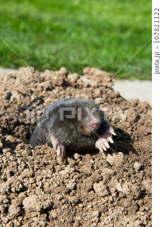 European mole destroying lawn in the garden 107821122
