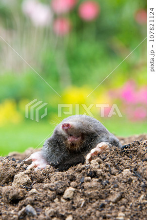 European mole (Talpa europaea) destroying lawn with its mole hills and underground tunnels European mole (Talpa europaea) destroying lawn with its mole hills and underground tunnels 107821124