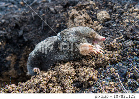 European mole emerging from its tunnel in the mole hill 107821125