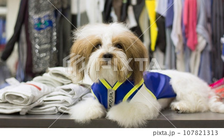 犬服・ドッグウェア 犬服・ドッグウェア 107821313