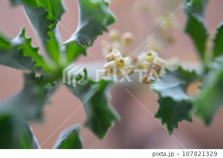 キフォステンマ・ベティフォルメの花 キフォステンマ・ベティフォルメの花 107821329