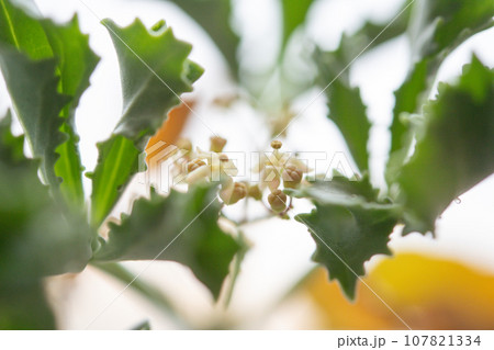 キフォステンマ・ベティフォルメの花 キフォステンマ・ベティフォルメの花 107821334