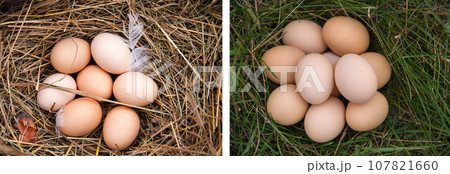 some chicken eggs lying in the hay some chicken eggs lying in the hay 107821660