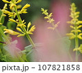黄色いサルビア 黄色いサルビア 107821858