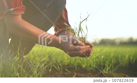 agriculture. farmer a hands are lowered plant cultivation plant. business ecology agriculture gardening concept. farmer hands are planting soil with a plant. eco lifestyle agriculture life concept agriculture. farmer a hands are lowered plant cultivation plant. business ecology agriculture gardening concept. farmer hands are planting soil with a plant. eco lifestyle agriculture life concept 107822619