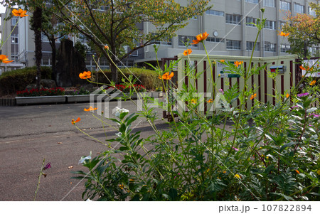 コスモスと小学校校門 107822894