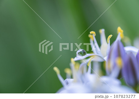 花についた水滴 花についた水滴 107823277