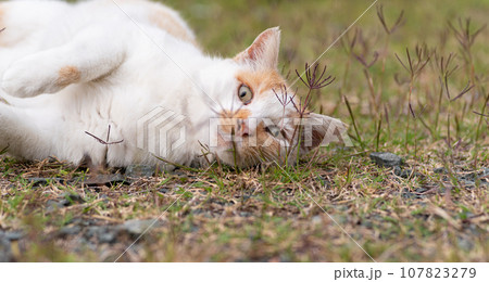 寝ころがる猫 茶白猫 寝ころがる猫 茶白猫 107823279