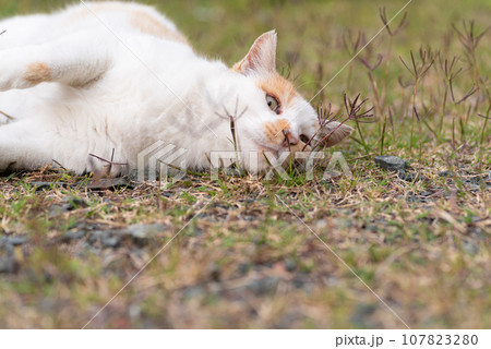 寝ころがる猫　茶白猫 107823280