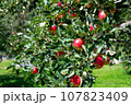 茨城県　大子町　りんご狩り 107823409