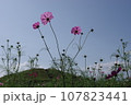 二子山古墳とコスモス 107823441