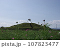 コスモスとトンボ 107823477