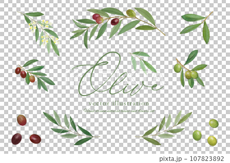 Vector illustration of olive branch and fruit 107823892