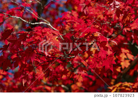 高野山の紅葉 107823923