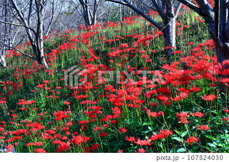 【香川県】お彼岸の（宝山湖・香川用水調整池）の周辺に咲く真っ赤な彼岸花 107824030