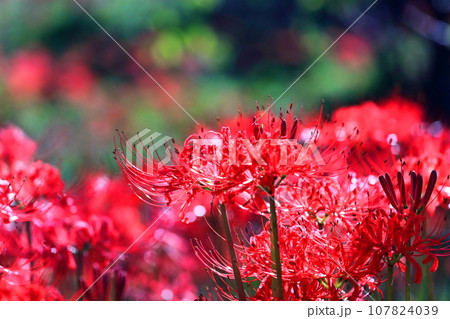 【香川県】お彼岸の（宝山湖・香川用水調整池）の周辺に咲く真っ赤な彼岸花 107824039