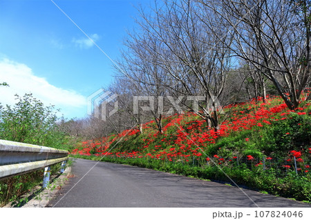 【香川県】お彼岸の（宝山湖・香川用水調整池）の周辺に咲く真っ赤な彼岸花 107824046