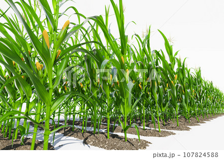 Many rows of corn plants with green cobs on a white background. Corn plant 3D on isolated background Many rows of corn plants with green cobs on a white background. Corn plant 3D on isolated background 107824588