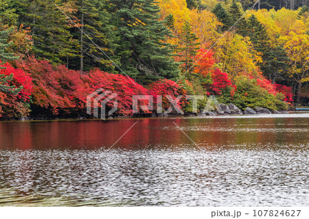 雨降る日の白駒池の紅葉 雨降る日の白駒池の紅葉 107824627