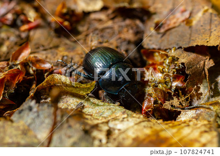 Earth boring dung beetles, Anoplotrupes stercorosus Earth boring dung beetles, Anoplotrupes stercorosus 107824741