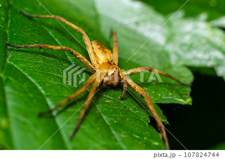 The nursery web spider Pisaura mirabilis is a spider species of the family Pisauridae The nursery web spider Pisaura mirabilis is a spider species of the family Pisauridae 107824744