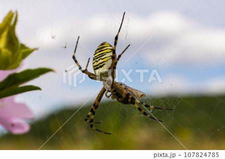 A wasp spider in a large web on a background of green grass on a sunny day. Argiope bruennichi 107824785