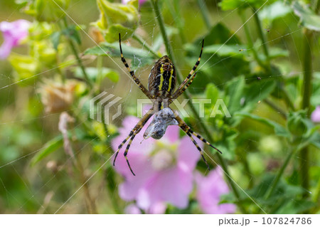 A wasp spider in a large web on a background of green grass on a sunny day. Argiope bruennichi A wasp spider in a large web on a background of green grass on a sunny day. Argiope bruennichi 107824786