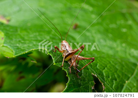Natural closeup on a sub-adult dark bush-cricket, Pholidoptera griseoaptera sitting on a green leaf 107824791