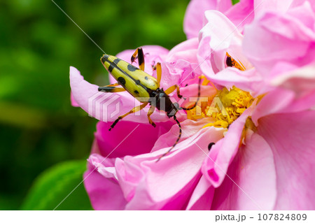 Closeup on a Spotted longhorn beetle, Leptura maculata on the pink flower, Daucus carota 107824809