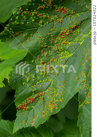 Leaves with gall mite Eriophyes tiliae. A close-up photograph of a leaf affected by galls of Eriophyes tiliae. 107824822