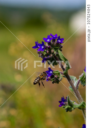 A bee collects pollen near a flower. A bee flies over a flower in a blur background 107824843