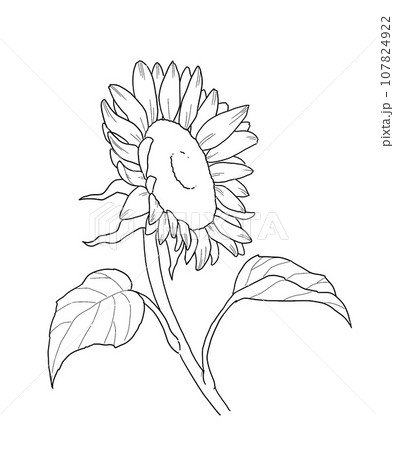 ひまわり線画イラスト ひまわり線画イラスト 107824922