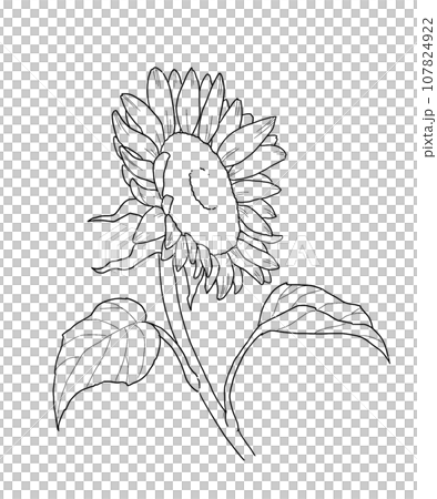 ひまわり線画イラスト ひまわり線画イラスト 107824922