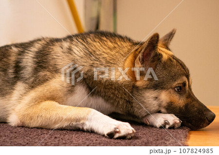 横を向いて寝そべる犬 107824985