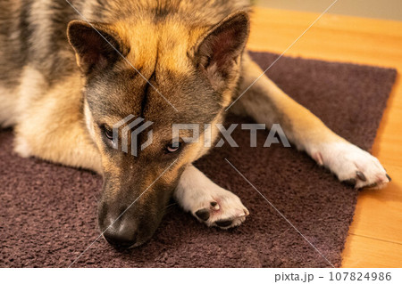 ふてくされる犬 107824986