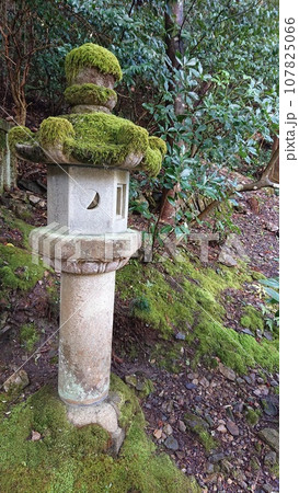 伊奈波神社境内の苔むした灯籠3 伊奈波神社境内の苔むした灯籠3 107825066