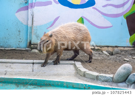 山梨県山梨市　万力公園のカピバラ 107825443