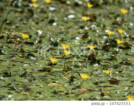 池に咲く黄色いアサザの花 池に咲く黄色いアサザの花 107825551
