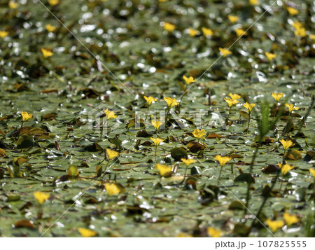 池に咲く黄色いアサザの花 池に咲く黄色いアサザの花 107825555