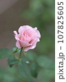 薔薇 107825605