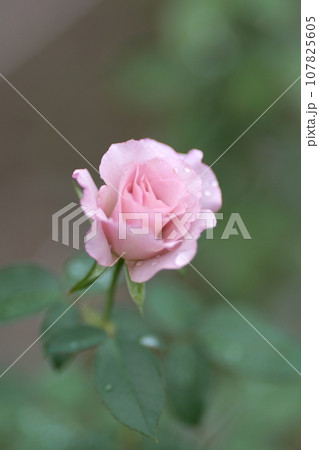 薔薇 107825605
