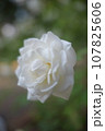 薔薇 107825606