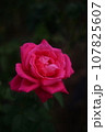 薔薇 107825607