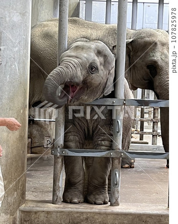 動物園 象 ゾウ 107825978